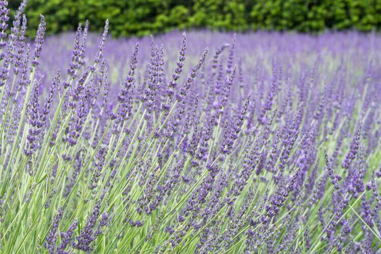 lavender